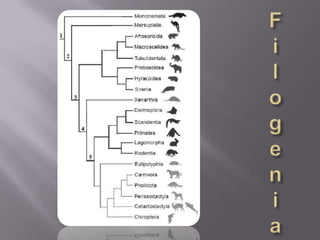 Filogenia