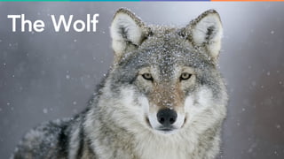 The Wolf
 