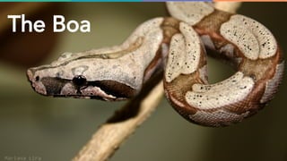 The Boa
 