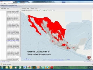 Potential Distribution of
Diamondback rattlesnake

 