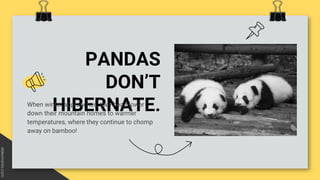 PANDAS
DON’T
HIBERNATE.
When winter approaches, they head lower
down their mountain homes to warmer
temperatures, where they continue to chomp
away on bamboo!
 