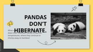 PANDAS
DON’T
HIBERNATE.
When winter approaches, they head lower
down their mountain homes to warmer
temperatures, where they continue to
chomp away on bamboo!
 