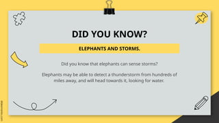 DID YOU KNOW?
ELEPHANTS AND STORMS.
Did you know that elephants can sense storms?
Elephants may be able to detect a thunderstorm from hundreds of
miles away, and will head towards it, looking for water.
 
