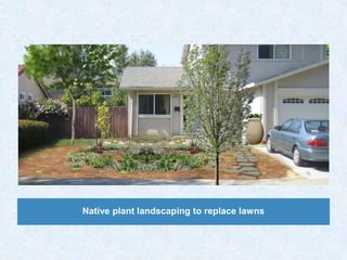 Native plant landscaping to replace lawns
 