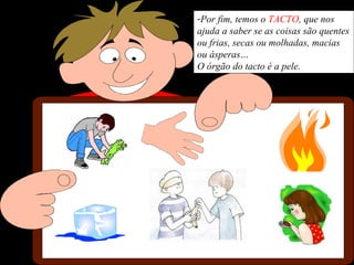 -Por fim, temos o TACTO, que nos
ajuda a saber se as coisas são quentes
ou frias, secas ou molhadas, macias
ou ásperas…
O órgão do tacto é a pele.
 