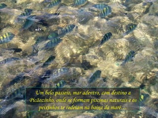 Um belo passeio, mar adentro, com destino a Picãozinho, onde se formam piscinas naturais e os peixinhos te rodeiam na baixa da maré… 