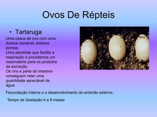 Ovos De Répteis
  • Tartaruga
Uma casca de ovo com uma
dureza razoável, embora
porosa.
Uma alantóide que facilita a
respiração e providencia um
reservatório para os produtos
de excreção.
Os rins e parte do intestino
conseguem reter uma
quantidade apreciável de
água
Fecundação interna e o desenvolvimento do embrião externo.
Tempo de Gestação:4 a 8 meses
 
