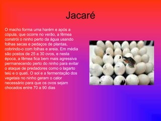 Jacaré
O macho forma uma harém e após a
cópula, que ocorre no verão, a fêmea
constrói o ninho perto da água usando
folhas secas e pedaços de plantas,
cobrindo-o com folhas e areia. Em média
são postos de 25 a 30 ovos, e nesta
época, a fêmea fica bem mais agressiva
permanecendo perto do ninho para evitar
o ataque de predadores como o lagarto
teiú e o quati. O sol e a fermentação dos
vegetais no ninho geram o calor
necessário para que os ovos sejam
chocados entre 70 a 90 dias
 