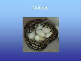 Cobras
 