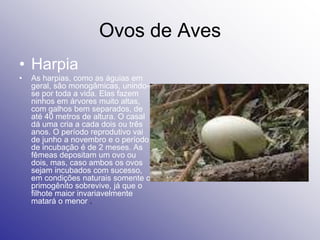 Ovos de Aves
• Harpia
•   As harpias, como as águias em
    geral, são monogâmicas, unindo-
    se por toda a vida. Elas fazem
    ninhos em árvores muito altas,
    com galhos bem separados, de
    até 40 metros de altura. O casal
    dá uma cria a cada dois ou três
    anos. O período reprodutivo vai
    de junho a novembro e o período
    de incubação é de 2 meses. As
    fêmeas depositam um ovo ou
    dois, mas, caso ambos os ovos
    sejam incubados com sucesso,
    em condições naturais somente o
    primogênito sobrevive, já que o
    filhote maior invariavelmente
    matará o menor .
 