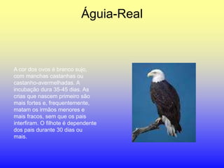 Águia-Real



A cor dos ovos é branco sujo,
com manchas castanhas ou
castanho-avermelhadas. A
incubação dura 35-45 dias. As
crias que nascem primeiro são
mais fortes e, frequentemente,
matam os irmãos menores e
mais fracos, sem que os pais
interfiram. O filhote é dependente
dos pais durante 30 dias ou
mais.
 