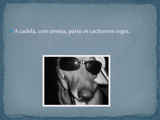 A cadela, com pressa, pariu os cachorros cegos.