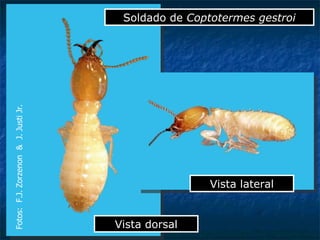 Vista dorsal Vista lateral Soldado de  Coptotermes gestroi Fotos:  F.J. Zorzenon  &  J. Justi Jr. 