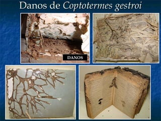 Danos de  Coptotermes gestroi DANOS 