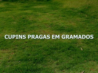 CUPINS PRAGAS EM GRAMADOS 
