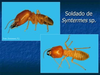 Soldado de Syntermes  sp. Foto: Zorzenon, F.J. 