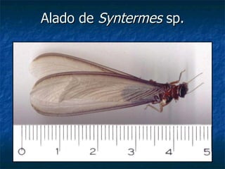 Alado de  Syntermes  sp. 