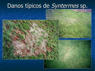 Danos típicos de  Syntermes  sp. 