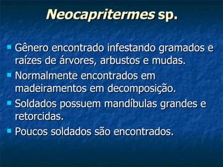 Neocapritermes  sp. Gênero encontrado infestando gramados e raízes de árvores, arbustos e mudas. Normalmente encontrados em madeiramentos em decomposição. Soldados possuem mandíbulas grandes e retorcidas. Poucos soldados são encontrados. 