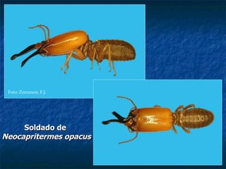 Soldado de  Neocapritermes opacus Foto: Zorzenon, F.J. 