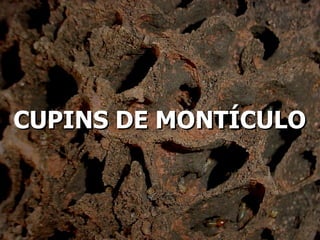 CUPINS DE MONTÍCULO 