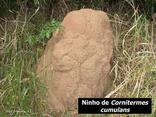 Ninho de  Cornitermes cumulans Foto: Zorzenon, F.J. 