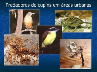 Predadores de cupins em áreas urbanas 