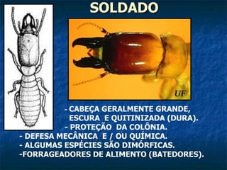 SOLDADO -  CABEÇA GERALMENTE GRANDE,    ESCURA  E QUITINIZADA (DURA). - PROTEÇÃO  DA COLÔNIA. - DEFESA MECÂNICA  E / OU QUÍMICA. - ALGUMAS ESPÉCIES SÃO DIMÓRFICAS. -FORRAGEADORES DE ALIMENTO (BATEDORES).  