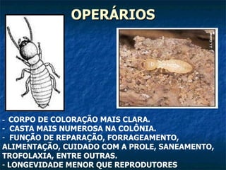 OPERÁRIOS -  CORPO DE COLORAÇÃO MAIS CLARA. CASTA MAIS NUMEROSA NA COLÔNIA. FUNÇÃO DE REPARAÇÃO, FORRAGEAMENTO, ALIMENTAÇÃO, CUIDADO COM A PROLE, SANEAMENTO, TROFOLAXIA, ENTRE OUTRAS. LONGEVIDADE MENOR QUE REPRODUTORES 