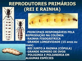 REPRODUTORES PRIMÁRIOS (REI E RAINHA) PRINCIPAIS RESPONSÁVEIS PELA REPRODUÇÃO NA COLÔNIA  RAINHA FISOGÁSTRICA GRANDE LONGEVIDADE (15 anos ou  mais) REI JUNTO A RAINHA (CÓPULA) GRANDE NÚMERO DE OVOS - POLIGINIA E POLIANDRIA EM ALGUMAS ESPÉCIES 
