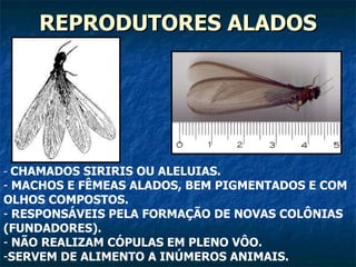 REPRODUTORES ALADOS CHAMADOS SIRIRIS OU ALELUIAS.  MACHOS E FÊMEAS ALADOS, BEM PIGMENTADOS E COM OLHOS COMPOSTOS. RESPONSÁVEIS PELA FORMAÇÃO DE NOVAS COLÔNIAS (FUNDADORES). NÃO REALIZAM CÓPULAS EM PLENO VÔO. SERVEM DE ALIMENTO A INÚMEROS ANIMAIS. 