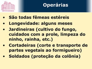 São todas fêmeas estéreis  Longevidade: alguns meses Jardineiras (cultivo do fungo, cuidados com a prole, limpeza do ninho, rainha, etc.) Cortadeiras (corte e transporte de partes vegetais ao formigueiro) Soldados (proteção da colônia) Operárias 
