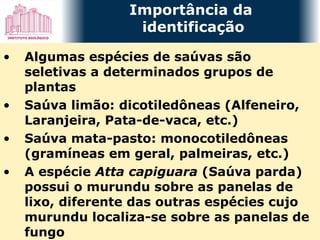 Algumas espécies de saúvas são seletivas a determinados grupos de plantas Saúva limão: dicotiledôneas (Alfeneiro, Laranjeira, Pata-de-vaca, etc.) Saúva mata-pasto: monocotiledôneas (gramíneas em geral, palmeiras, etc.) A espécie  Atta capiguara  (Saúva parda) possui o murundu sobre as panelas de lixo, diferente das outras espécies cujo murundu localiza-se sobre as panelas de fungo Importância da  identificação 
