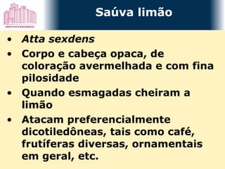 Atta sexdens Corpo e cabeça opaca, de coloração avermelhada e com fina pilosidade Quando esmagadas cheiram a limão Atacam preferencialmente dicotiledôneas, tais como café, frutíferas diversas, ornamentais em geral, etc. Saúva limão  