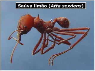 Saúva limão ( Atta sexdens ) 