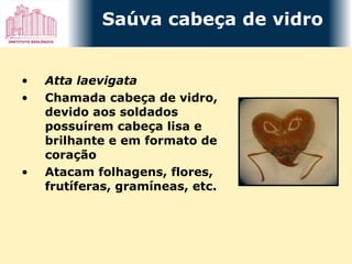 Atta laevigata Chamada cabeça de vidro, devido aos soldados possuírem cabeça lisa e brilhante e em formato de coração Atacam folhagens, flores, frutíferas, gramíneas, etc. Saúva cabeça de vidro 