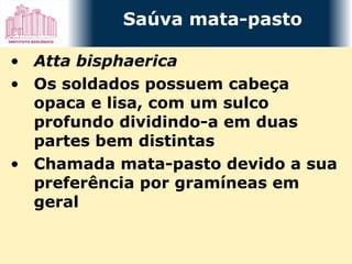 Atta bisphaerica Os soldados possuem cabeça opaca e lisa, com um sulco profundo dividindo-a em duas partes bem distintas Chamada mata-pasto devido a sua preferência por gramíneas em geral Saúva mata-pasto 