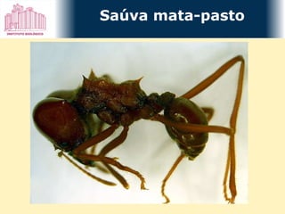 Saúva mata-pasto 