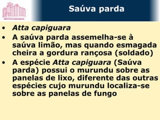 Atta capiguara A saúva parda assemelha-se à saúva limão, mas quando esmagada cheira a gordura rançosa (soldado) A espécie  Atta capiguara  (Saúva parda) possui o murundu sobre as panelas de lixo, diferente das outras espécies cujo murundu localiza-se sobre as panelas de fungo Saúva parda 
