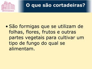 São formigas que se utilizam de folhas, flores, frutos e outras partes vegetais para cultivar um tipo de fungo do qual se alimentam. O que são cortadeiras? 