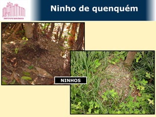 NINHOS Ninho de quenquém 