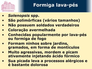 Solenopsis  spp.  São polimórficas (vários tamanhos) Não possuem soldados verdadeiros Coloração avermelhada Conhecidas popularmente por lava-pés ou formiga de fogo Formam ninhos sobre jardins, gramados, em forma de montículos Muito agressivas, mordem e picam ativamente injetando ácido fórmico Sua picada leva a processos alérgicos e é bastante dolorosa Formiga lava-pés 
