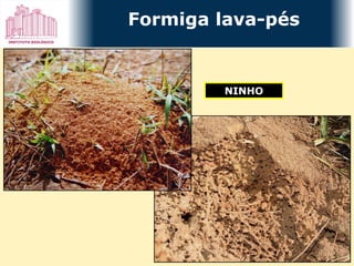 NINHO Formiga lava-pés 