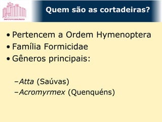 Pertencem a Ordem Hymenoptera Família Formicidae Gêneros principais: Atta  (Saúvas) Acromyrmex  (Quenquéns) Quem são as cortadeiras? 