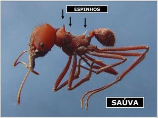 ESPINHOS SAÚVA 