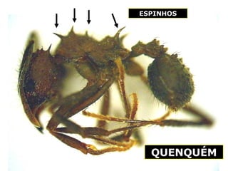 ESPINHOS QUENQUÉM 