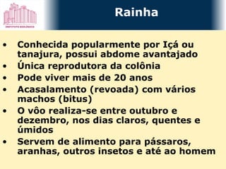 Conhecida popularmente por Içá ou tanajura, possui abdome avantajado  Única reprodutora da colônia Pode viver mais de 20 anos Acasalamento (revoada) com vários machos (bitus) O vôo realiza-se entre outubro e dezembro, nos dias claros, quentes e úmidos   Servem de alimento para pássaros, aranhas, outros insetos e até ao homem Rainha 