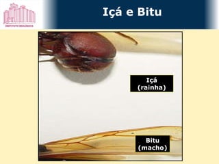 Içá (rainha) Bitu (macho) Içá e Bitu 