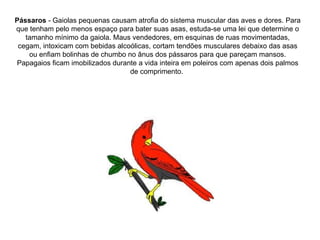 Pássaros  - Gaiolas pequenas causam atrofia do sistema muscular das aves e dores. Para que tenham pelo menos espaço para bater suas asas, estuda-se uma lei que determine o tamanho mínimo da gaiola. Maus vendedores, em esquinas de ruas movimentadas, cegam, intoxicam com bebidas alcoólicas, cortam tendões musculares debaixo das asas ou enfiam bolinhas de chumbo no ânus dos pássaros para que pareçam mansos. Papagaios ficam imobilizados durante a vida inteira em poleiros com apenas dois palmos de comprimento.  