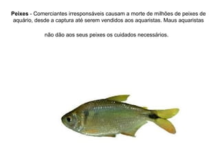 Peixes  - Comerciantes irresponsáveis causam a morte de milhões de peixes de aquário, desde a captura até serem vendidos aos aquaristas. Maus aquaristas não dão aos seus peixes os cuidados necessários.   